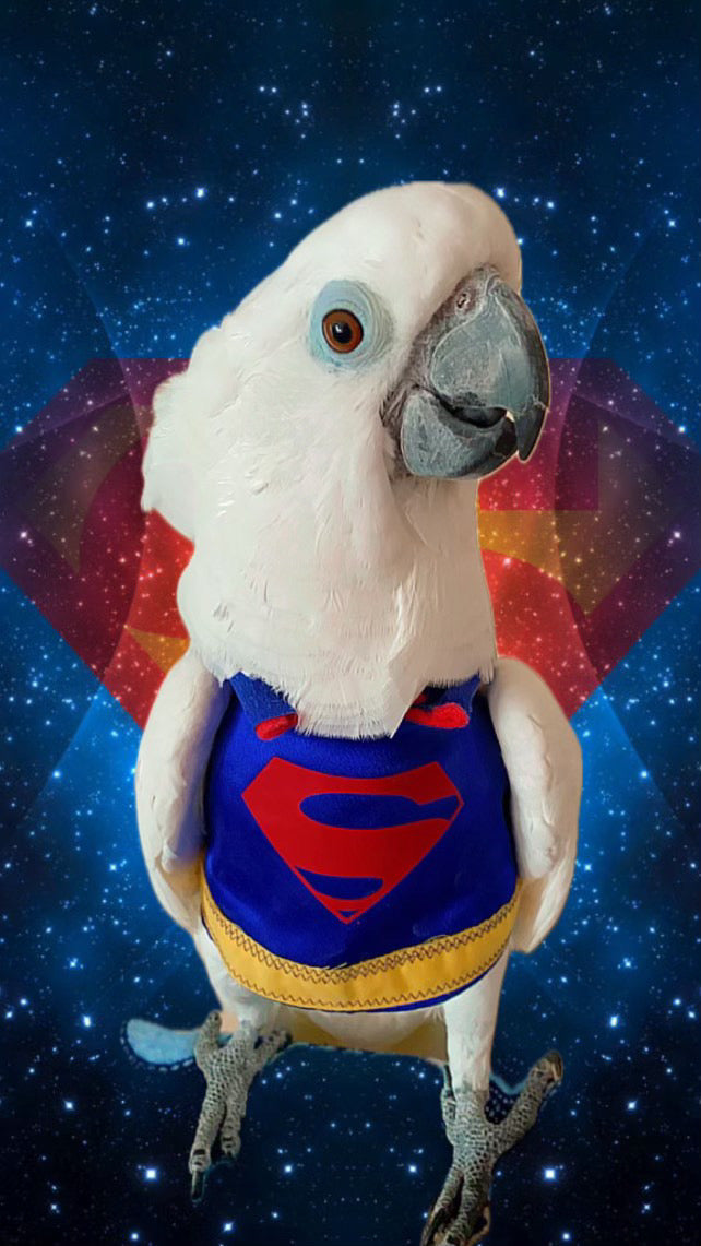 Be my hero!