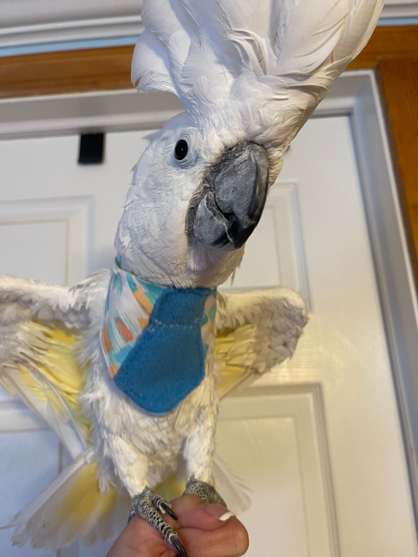 Blue Tie Bandana