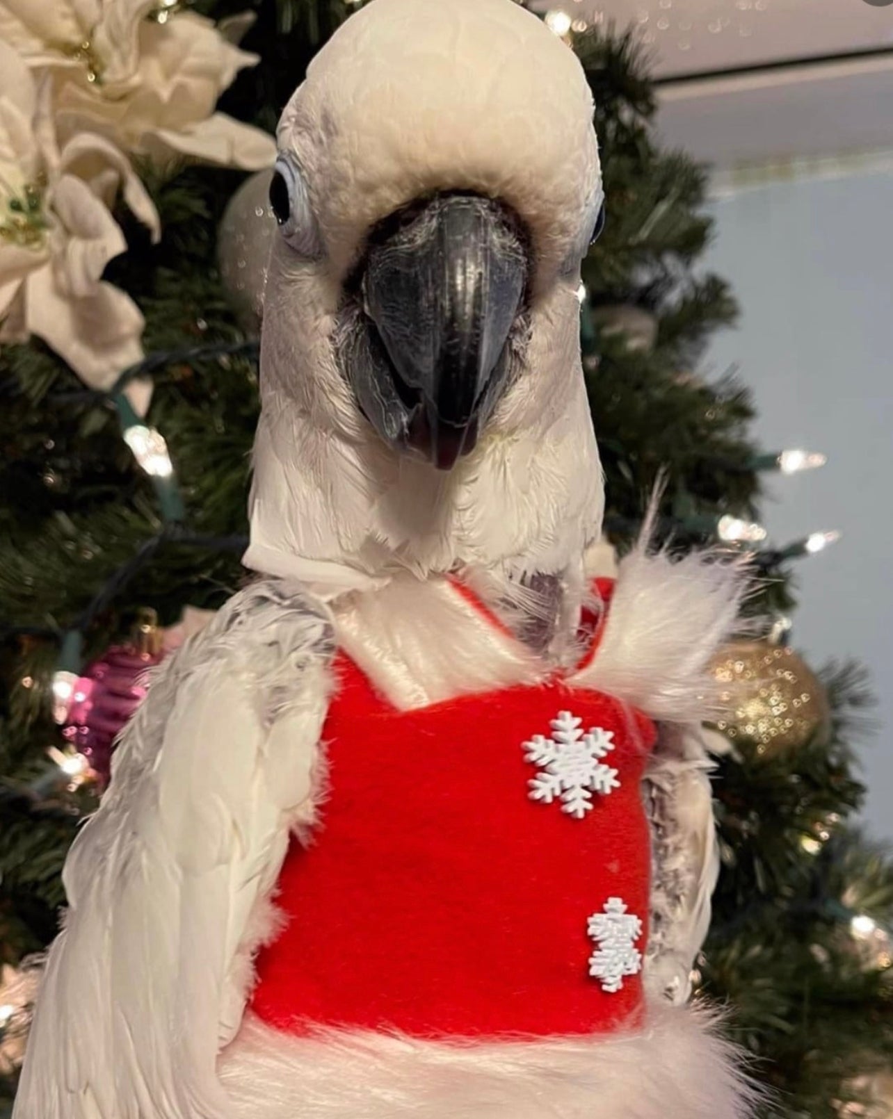 Christmas 2025 Collection